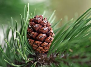 Wykorzystanie olejków eterycznych – olejki zapachowe. Dobry olejek arganowy i sosnowy – cena
