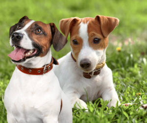 Jack Russell terrier: mały pies, ogromna energia. Jak powinien jeść? Piesotto podpowiada